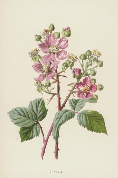 Bramble (chromolitho) tekijältä Frederick Edward Hulme