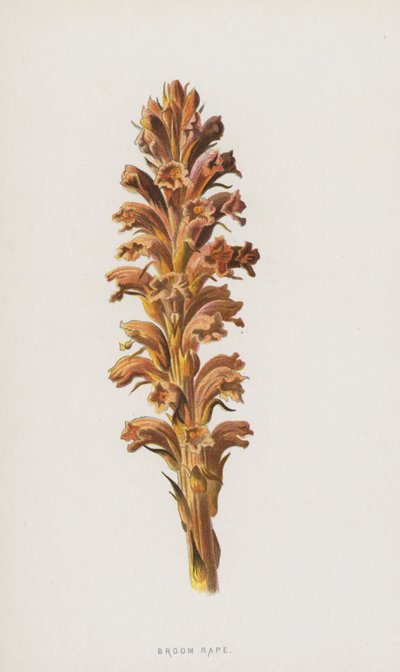Luutaraiskaus (chromolitho) tekijältä Frederick Edward Hulme