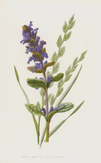 Bugle ja Tall nata ruoho (chromolitho) tekijältä Frederick Edward Hulme