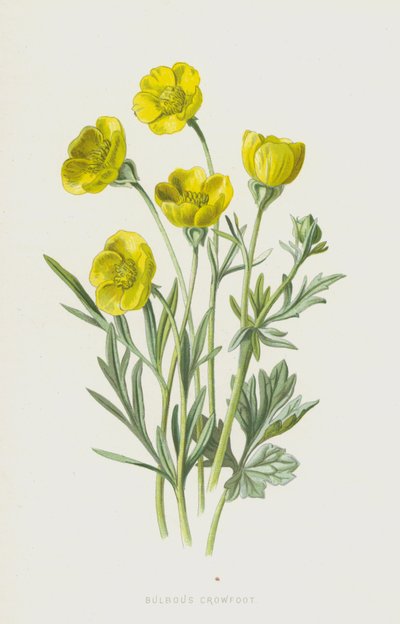 Sipulivarsijalka (chromolitho) tekijältä Frederick Edward Hulme
