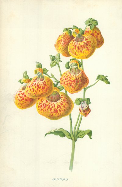 Calceolaria tekijältä Frederick Edward Hulme
