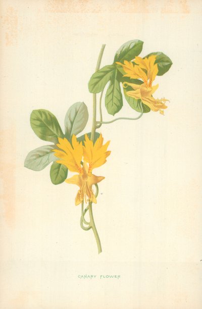 Kanarian kukka tekijältä Frederick Edward Hulme