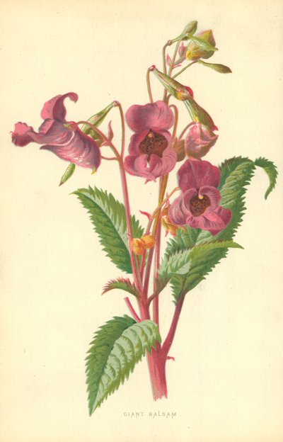 Ciant Balsam tekijältä Frederick Edward Hulme