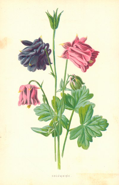Columbine tekijältä Frederick Edward Hulme