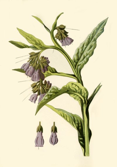 Comfrey, 1877. tekijältä Frederick Edward Hulme