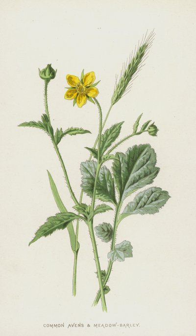 Common Avens ja niittyohra (chromolitho) tekijältä Frederick Edward Hulme