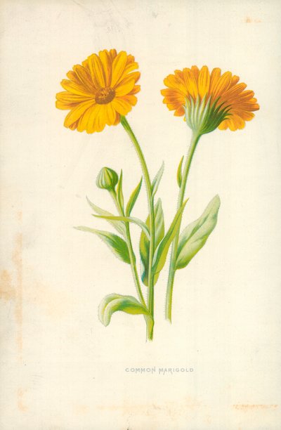 Yhteinen kehäkukka tekijältä Frederick Edward Hulme