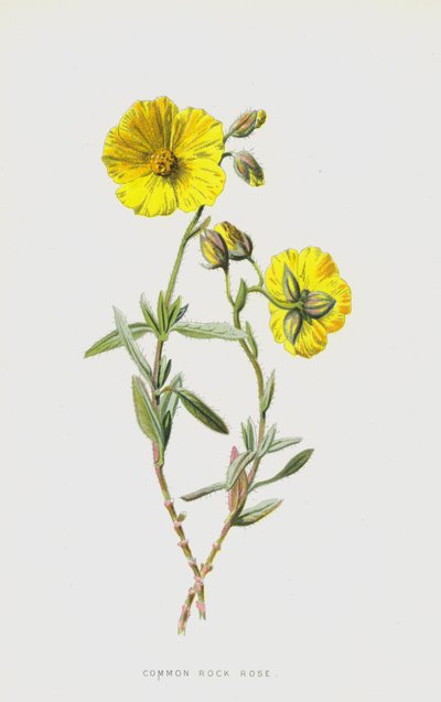 Tavallinen kiviruusu (chromolitho) tekijältä Frederick Edward Hulme