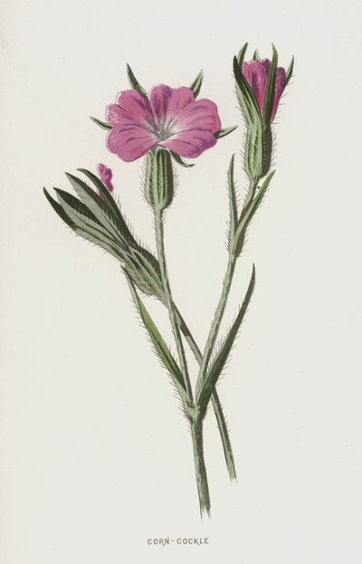 Maissi-simpukka (chromolitho) tekijältä Frederick Edward Hulme