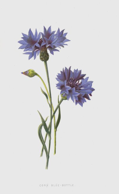 Corn Blue-Bottle (chromolitho) tekijältä Frederick Edward Hulme