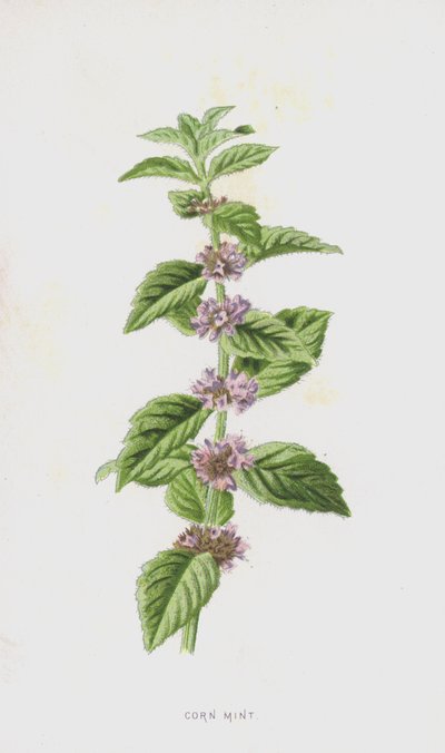 Maissiminttu (chromolitho) tekijältä Frederick Edward Hulme