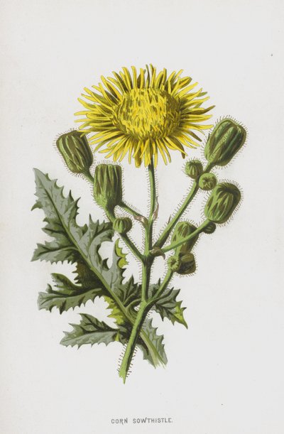 Corn Sowthistle (chromolitho) tekijältä Frederick Edward Hulme