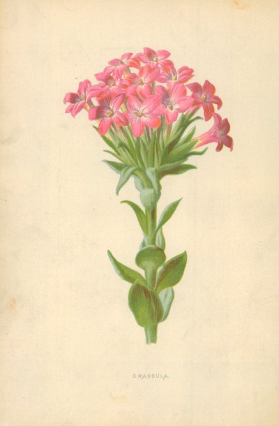 Crassula tekijältä Frederick Edward Hulme