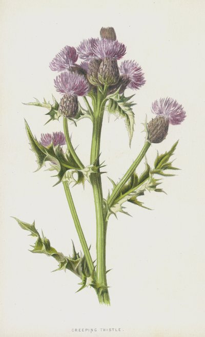 Hiipivä ohdake (chromolitho) tekijältä Frederick Edward Hulme