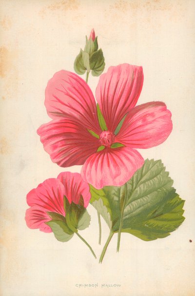 Crimson Mallow tekijältä Frederick Edward Hulme