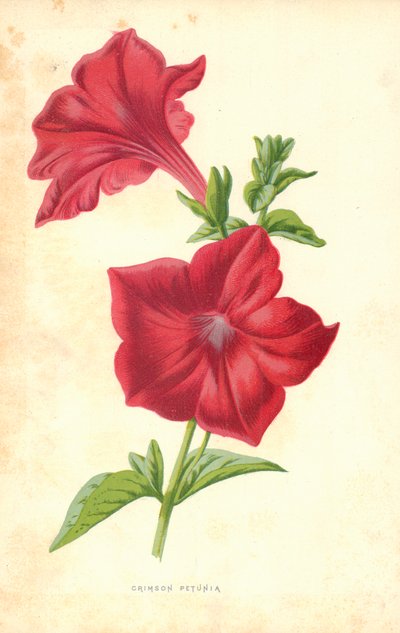 Crimson Petunia tekijältä Frederick Edward Hulme