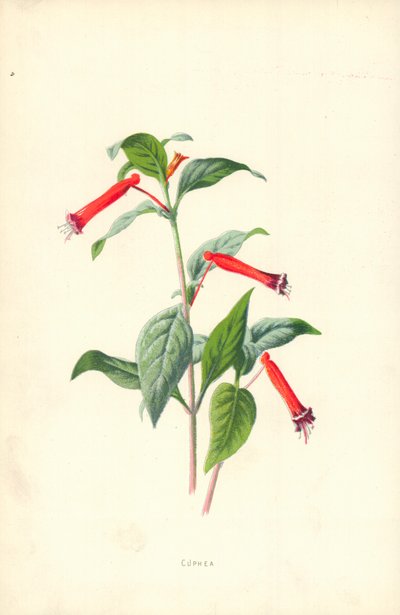 Cuphea tekijältä Frederick Edward Hulme
