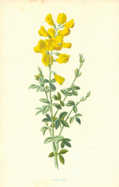 Cytisus tekijältä Frederick Edward Hulme
