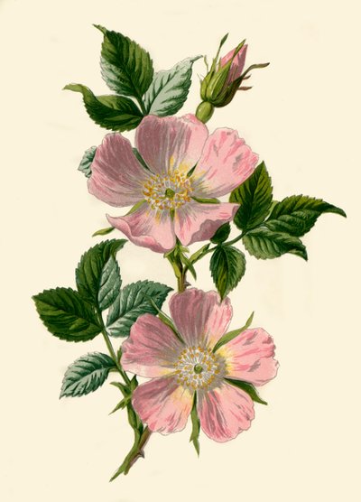Koira-Rose, 1877. tekijältä Frederick Edward Hulme