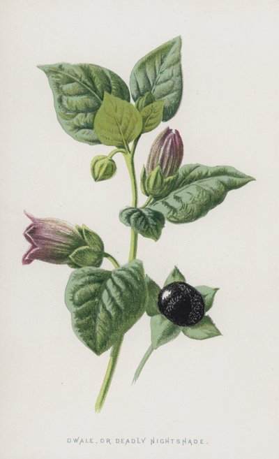 Dwale tai Deadly Nightshade (chromolitho) tekijältä Frederick Edward Hulme