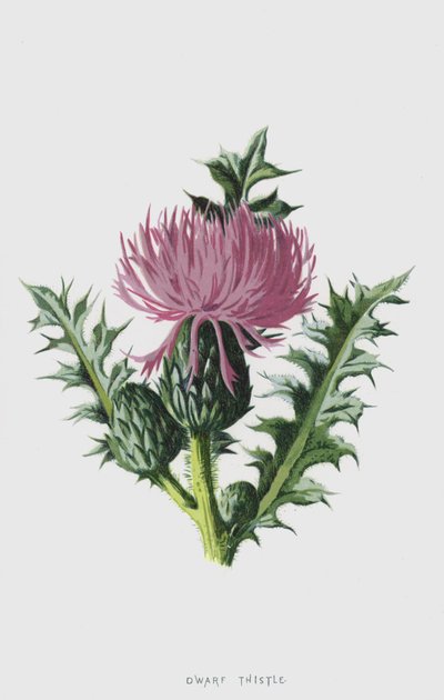 Kääpiöohdake (chromolitho) tekijältä Frederick Edward Hulme