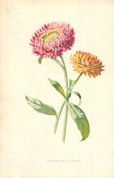 Ikuinen kukka tekijältä Frederick Edward Hulme