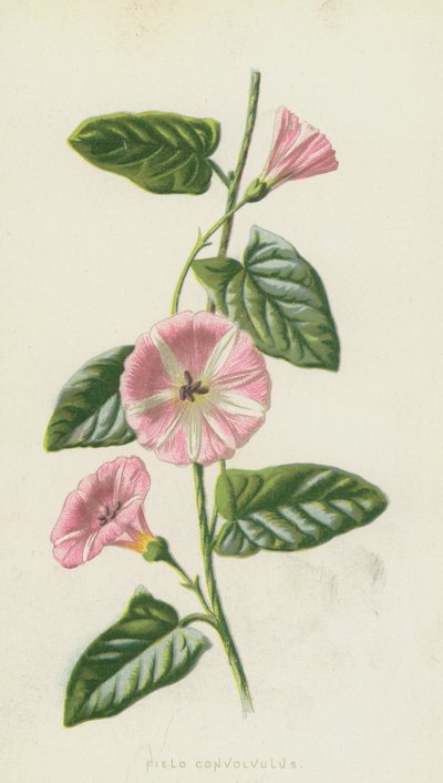 Field Convolvulus (chromolitho) tekijältä Frederick Edward Hulme