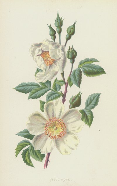 Field Rose (chromolitho) tekijältä Frederick Edward Hulme