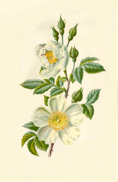 Field Rose, 1877. tekijältä Frederick Edward Hulme