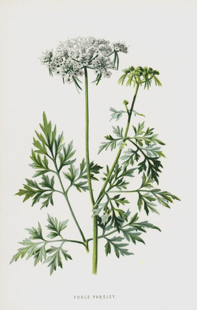 Fools Persley (chromolitho) tekijältä Frederick Edward Hulme