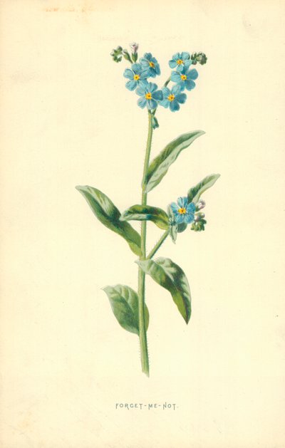 Älä unohda minua tekijältä Frederick Edward Hulme