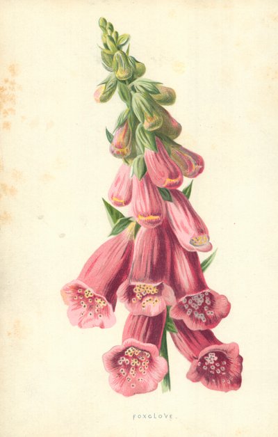 Foxclove tekijältä Frederick Edward Hulme