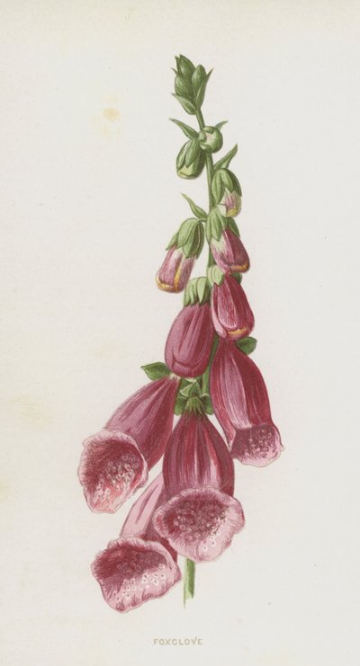 Foxglove (chromolitho) tekijältä Frederick Edward Hulme