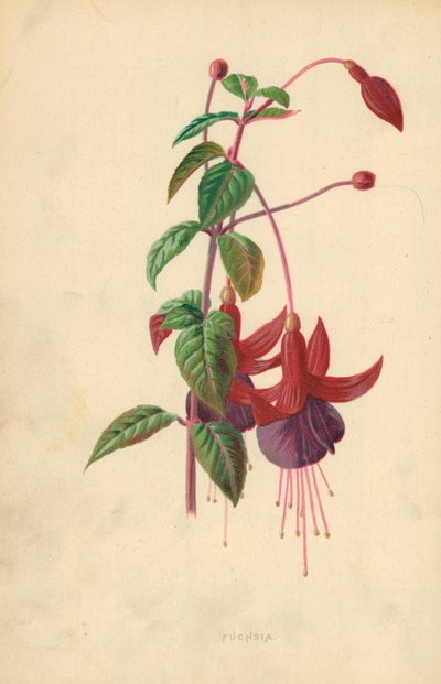 fuksia tekijältä Frederick Edward Hulme