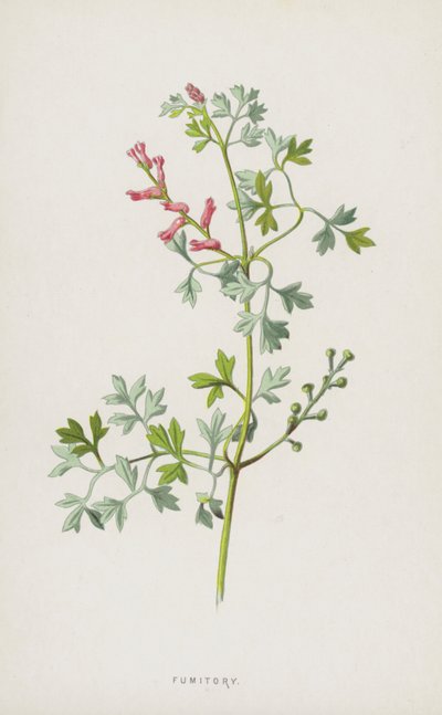 Fumitory (chromolitho) tekijältä Frederick Edward Hulme