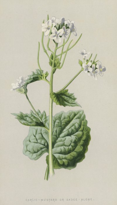Valkosipuli-sinappi tai kastike yksinään (chromolitho) tekijältä Frederick Edward Hulme