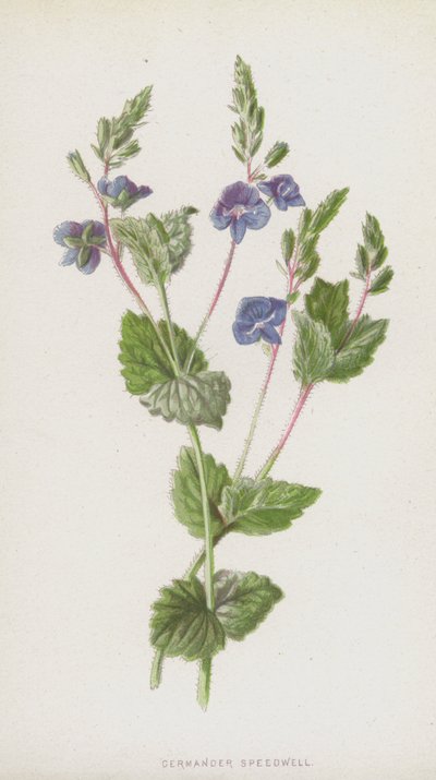 Germander Speedwell (chromolitho) tekijältä Frederick Edward Hulme