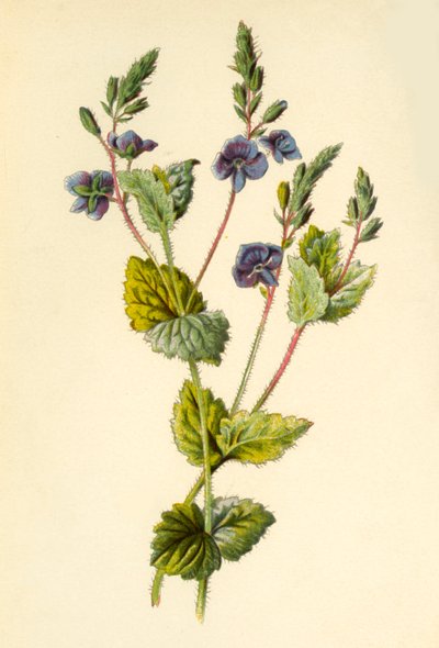 Germander Speedwell, 1877. tekijältä Frederick Edward Hulme