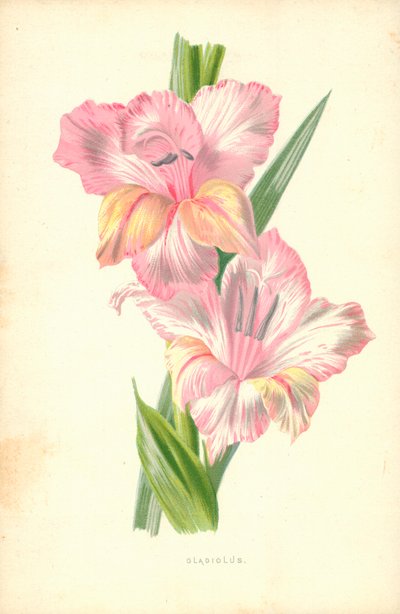 Gladiolus tekijältä Frederick Edward Hulme