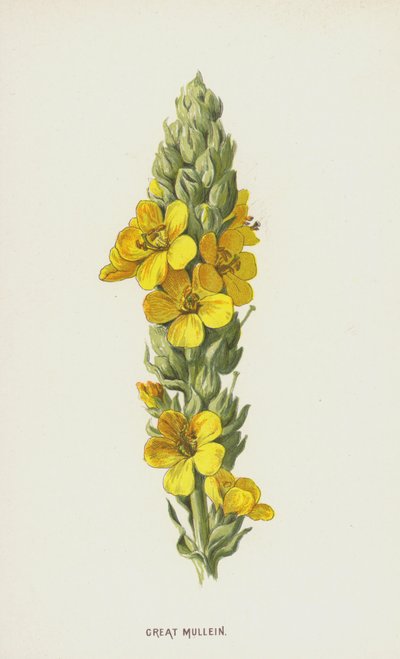 Great Mullein (chromolitho) tekijältä Frederick Edward Hulme