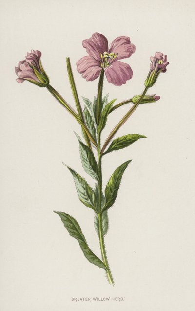 Suurpajuyrtti (chromolitho) tekijältä Frederick Edward Hulme