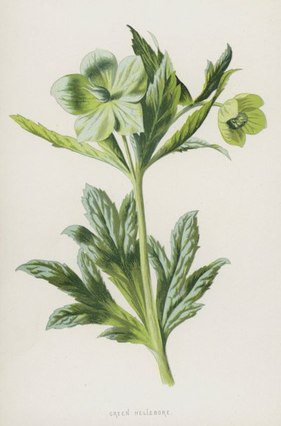 Vihreä hellebore (chromolitho) tekijältä Frederick Edward Hulme