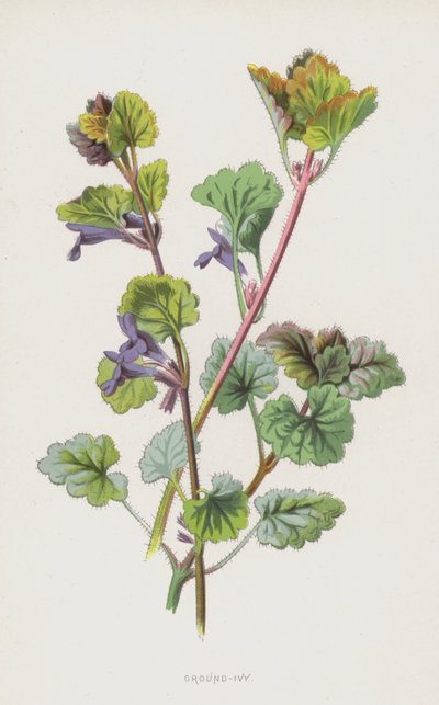 Ground-Ivy (chromolitho) tekijältä Frederick Edward Hulme