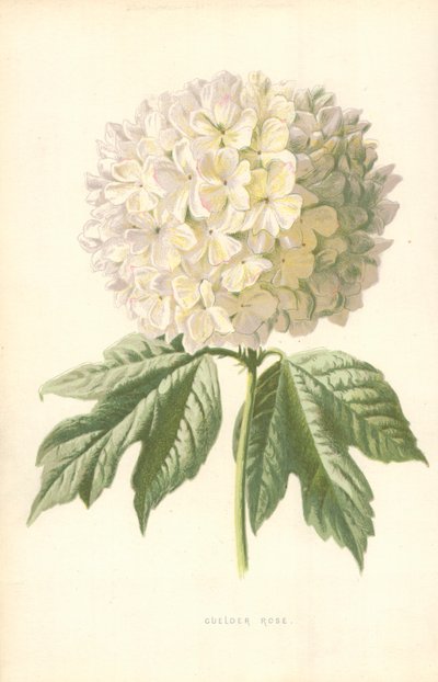 Guelder Rose tekijältä Frederick Edward Hulme
