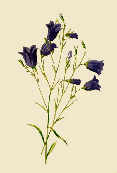 Harebell, 1877. tekijältä Frederick Edward Hulme