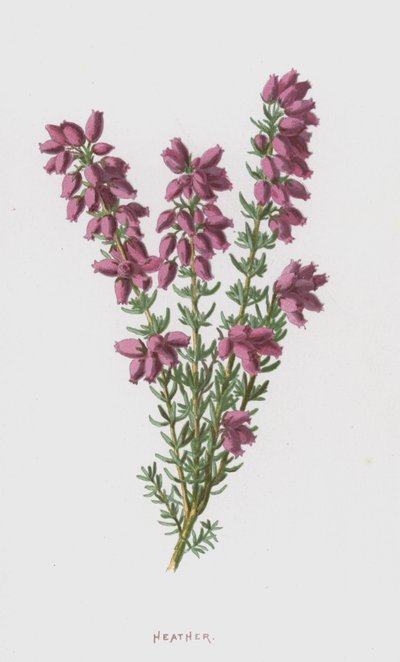kanerva (chromolitho) tekijältä Frederick Edward Hulme