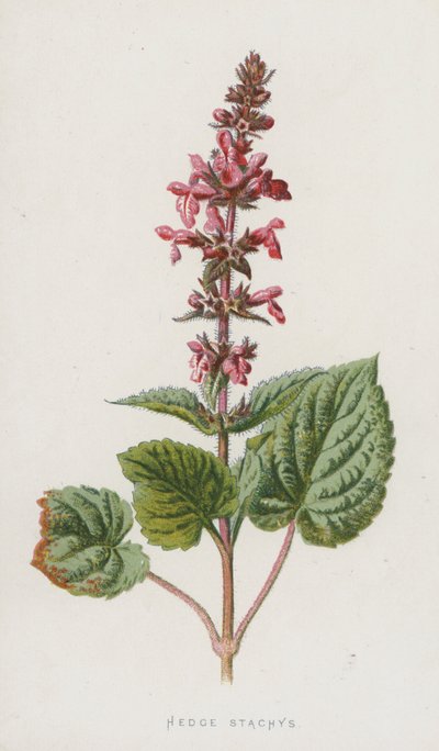 Hedge Stachys (chromolitho) tekijältä Frederick Edward Hulme