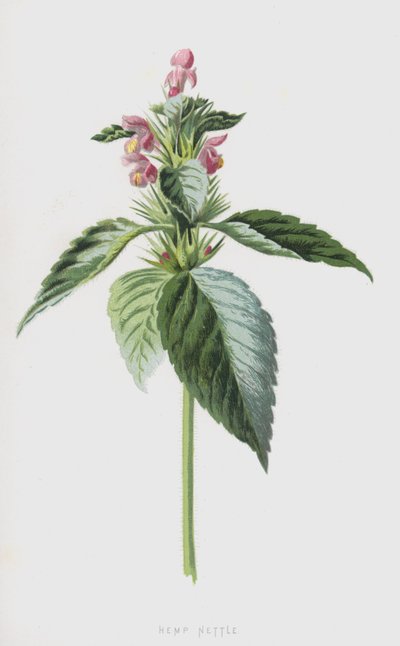 Hamppunokkonen (chromolitho) tekijältä Frederick Edward Hulme