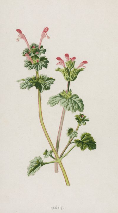 Henbit (chromolitho) tekijältä Frederick Edward Hulme