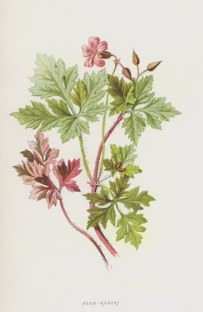 Herb-Robert (chromolitho) tekijältä Frederick Edward Hulme